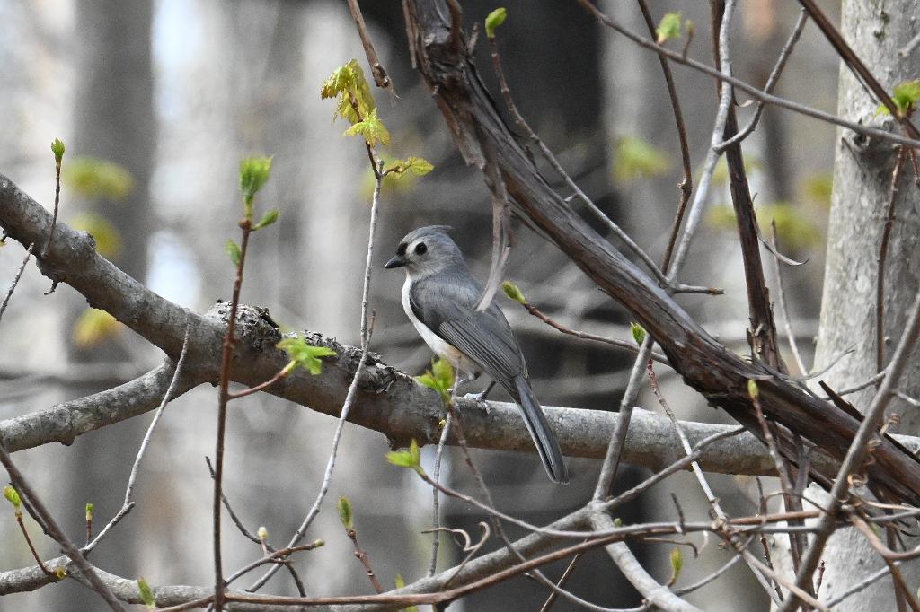 2025-04256608 Broad Meadow Brook, MA.JPG - Tufted Titmouse. Broad Meadow Brook Wildlife Sanctuary, MA, 4-25-2025